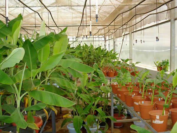 GM matooke plantlets in Greenhouse (Source: Mathew Schnurr)