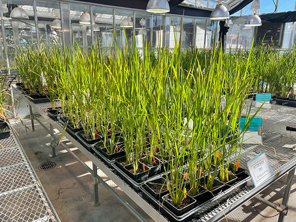 Gene-edited Nipponbare rice produced at the Institute for Genomics Innovation greenhouse in Berkeley,